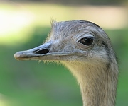 Pštros